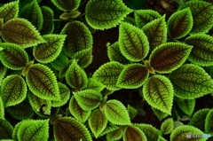 植物模様1