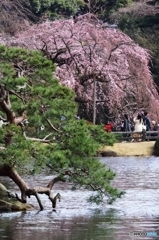 枝垂れの競演？