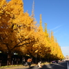 外苑の並木道