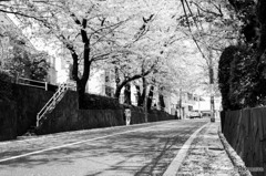 桜坂通り