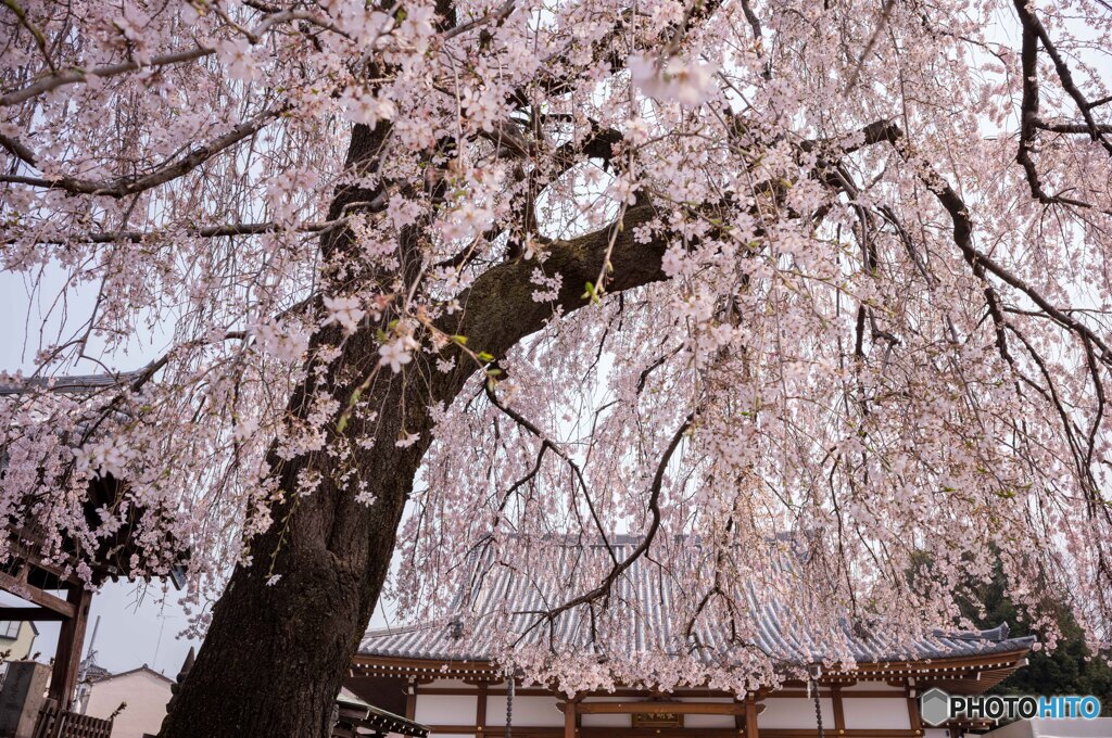 長明寺