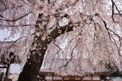 長明寺