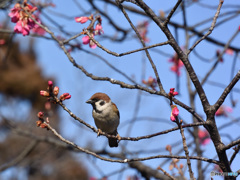 花鳥図その壱