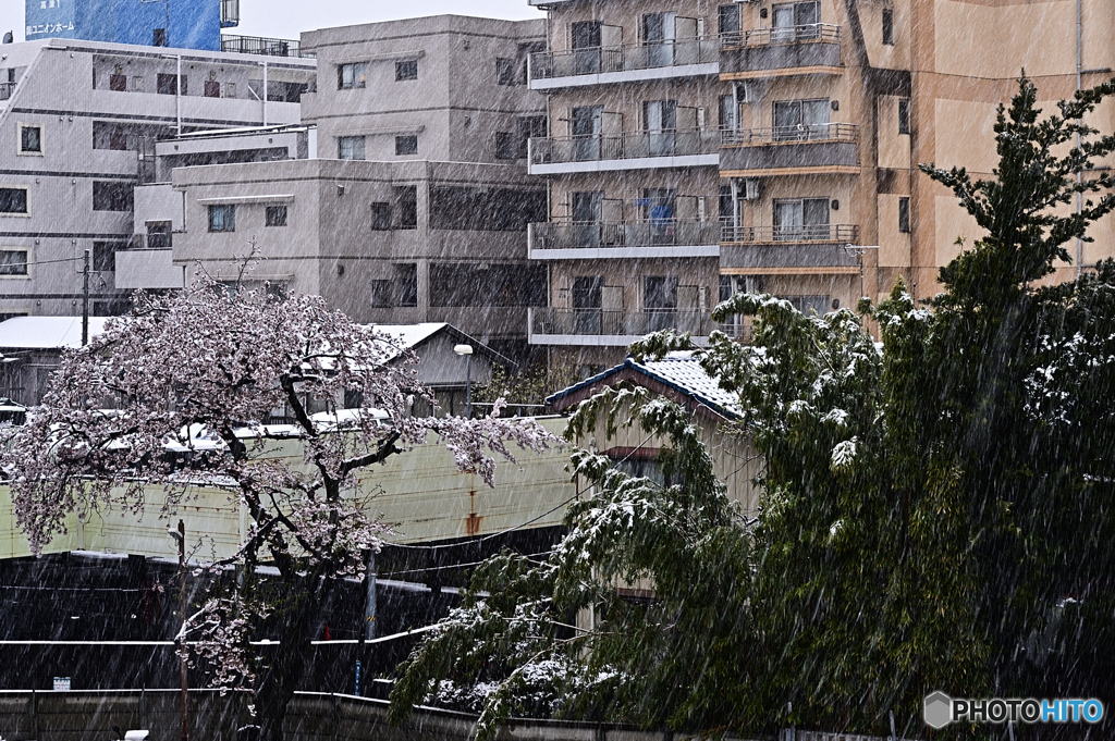 3.11雪3