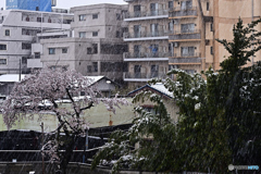 3.11雪3