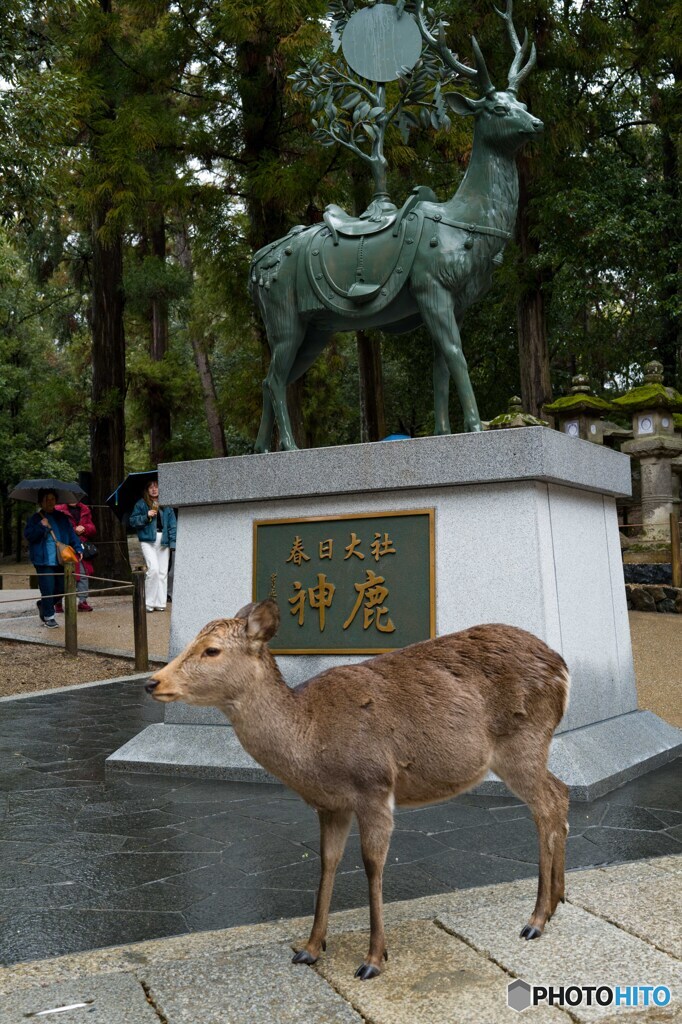 雨の奈良公園4