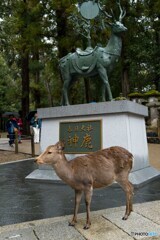 雨の奈良公園4