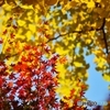 紅黄葉