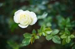 White Magic