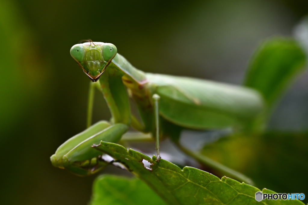 10月のカマキリ