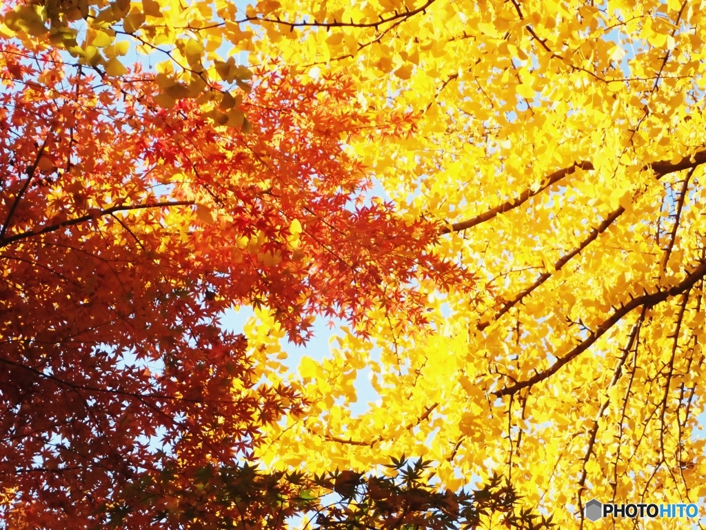 紅と黄の饗宴