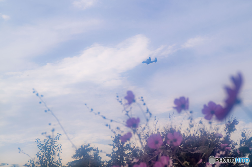 あやせローズガーデン2