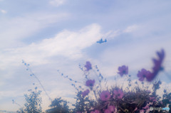 あやせローズガーデン2