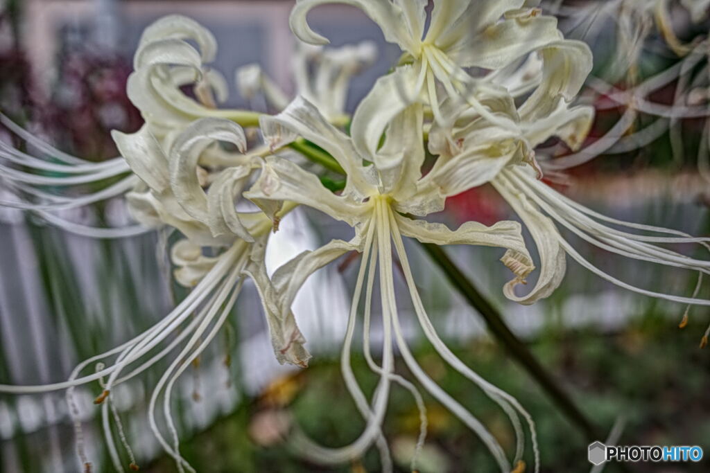白花曼珠沙華