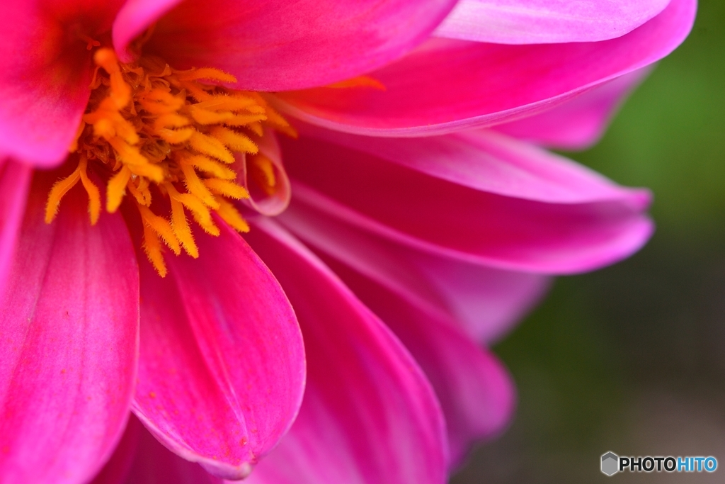 センチメンタル