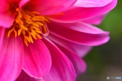 センチメンタル