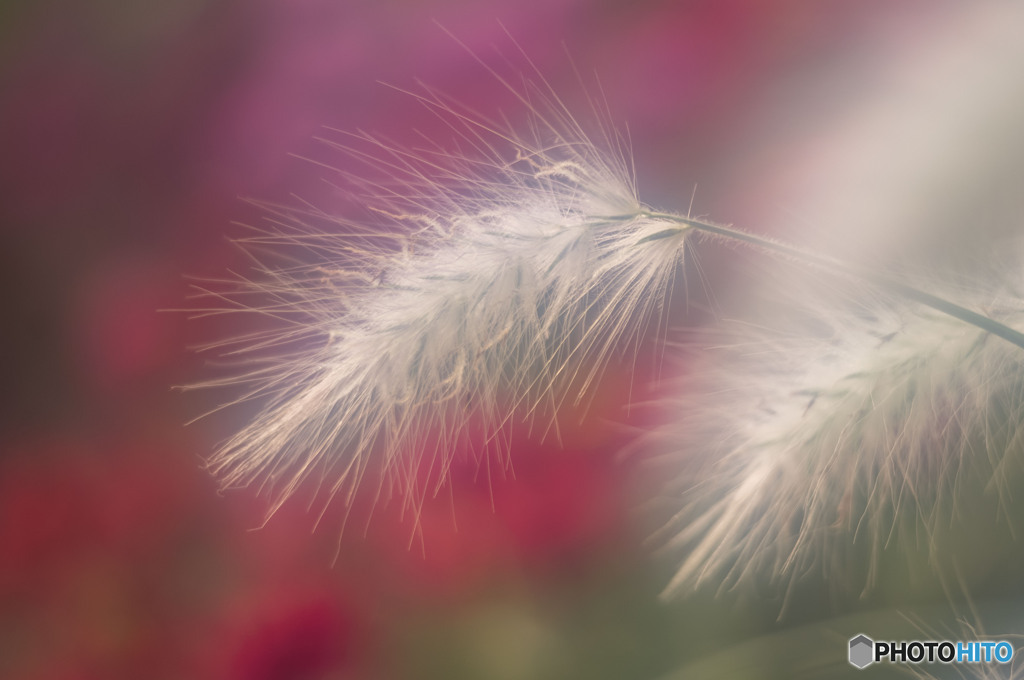 レッド＆ホワイト