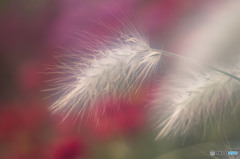 レッド＆ホワイト