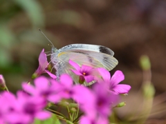 上野公園の蝶