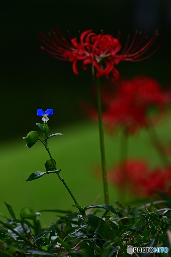 露草