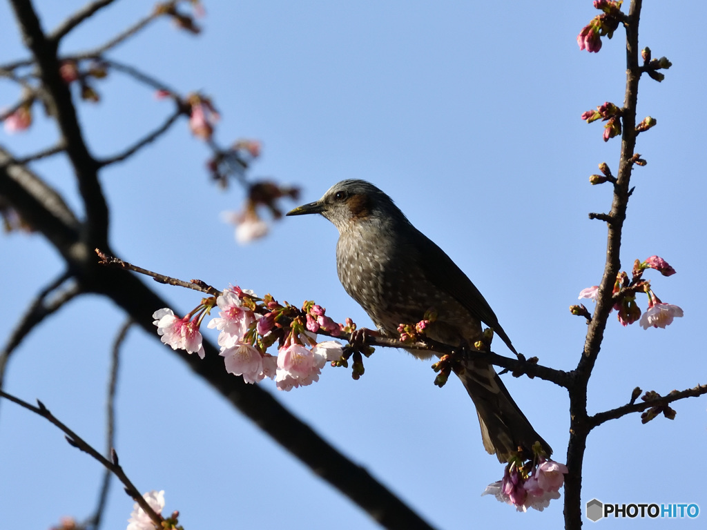 花鳥図その参