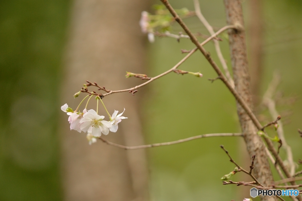 九月下旬の十月桜