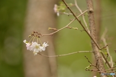 九月下旬の十月桜