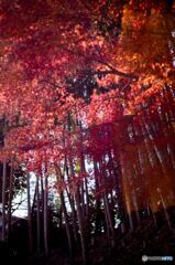 Late Autumn2