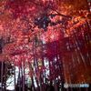Late Autumn2