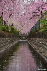 天地桜