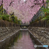 天地桜