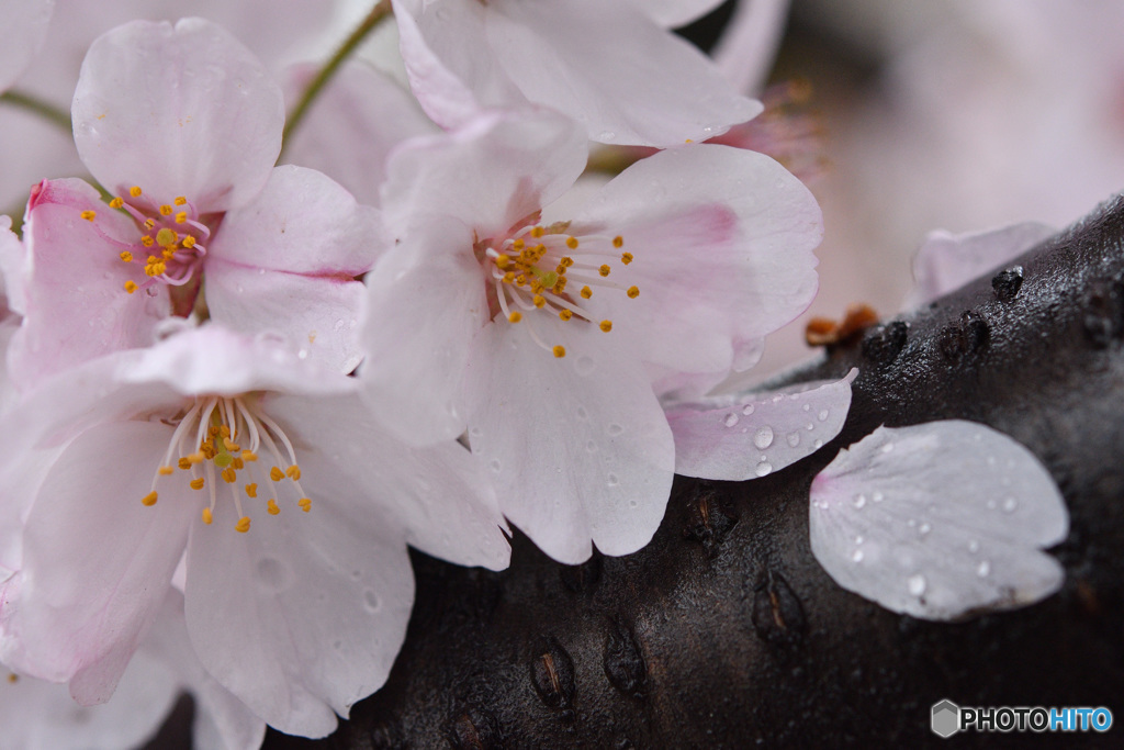 桜の花びら