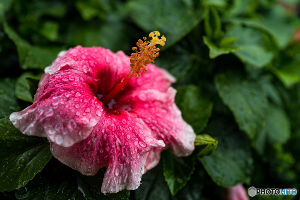 雨の日の花壇8