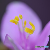 蕊