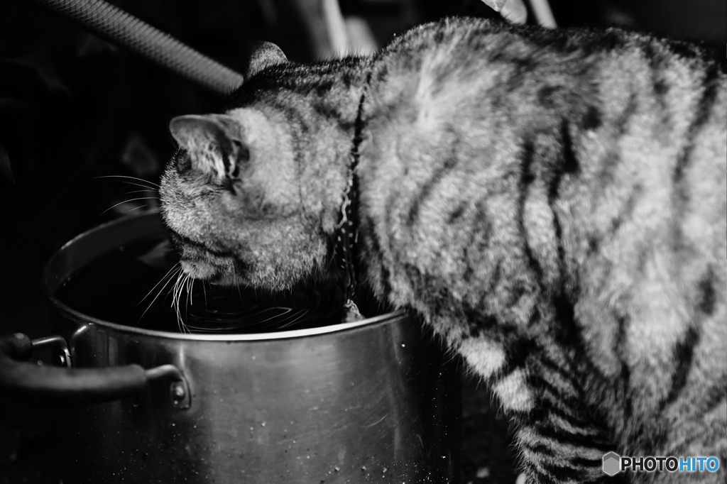 水飲みにゃんこ