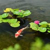 睡蓮2(私が主役よ)