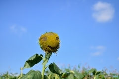 夏も終わりだね～