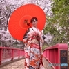 桜咲く振袖べっぴんさん