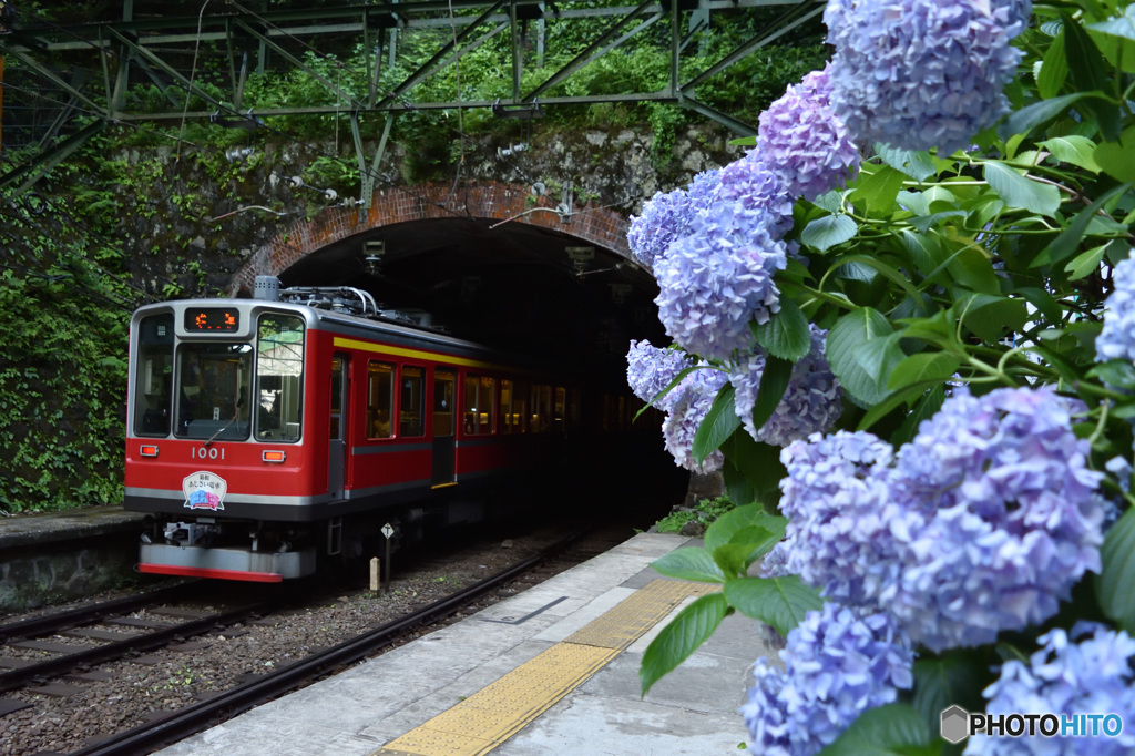登山電車と花