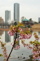 お花見準備進行形