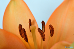 花遊び4
