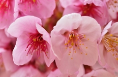 寒桜