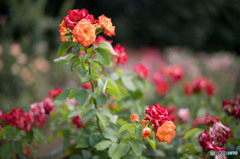 まだ咲いていた薔薇