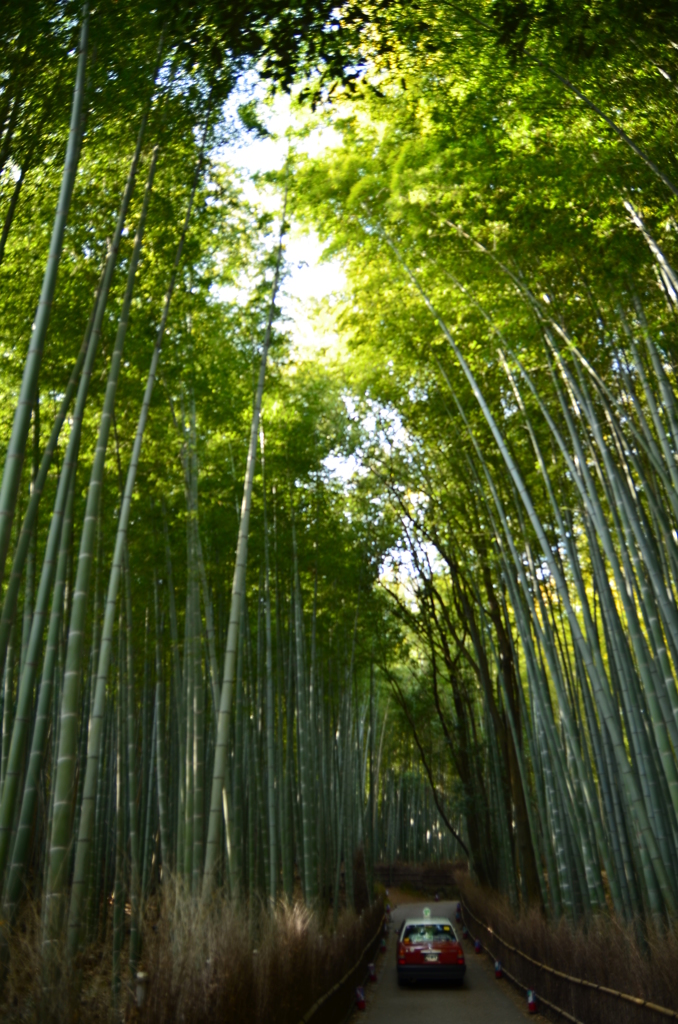 竹林の道