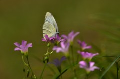 お花畑を散歩する