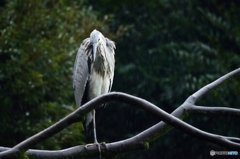 雨に～濡れなが～ら～～佇～む鳥がいる～♪