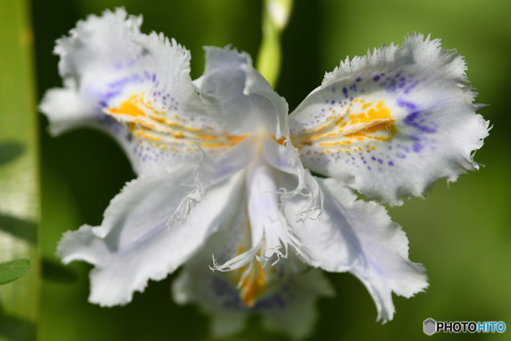 胡蝶花