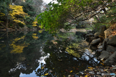 三四郎池の秋模様