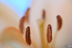 花遊び7