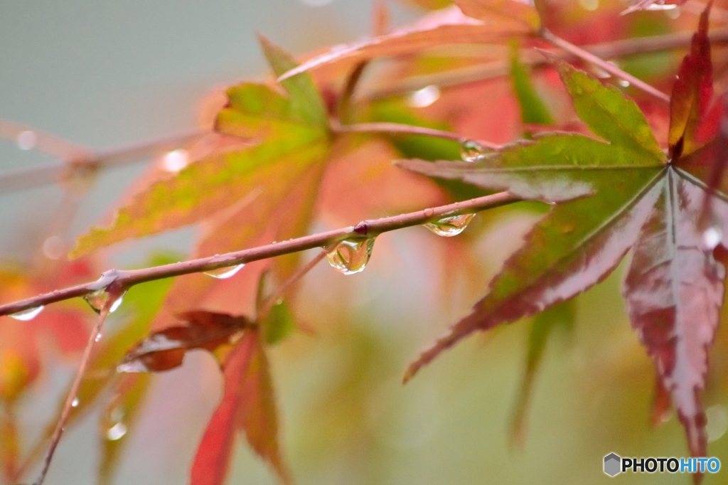 秋雨